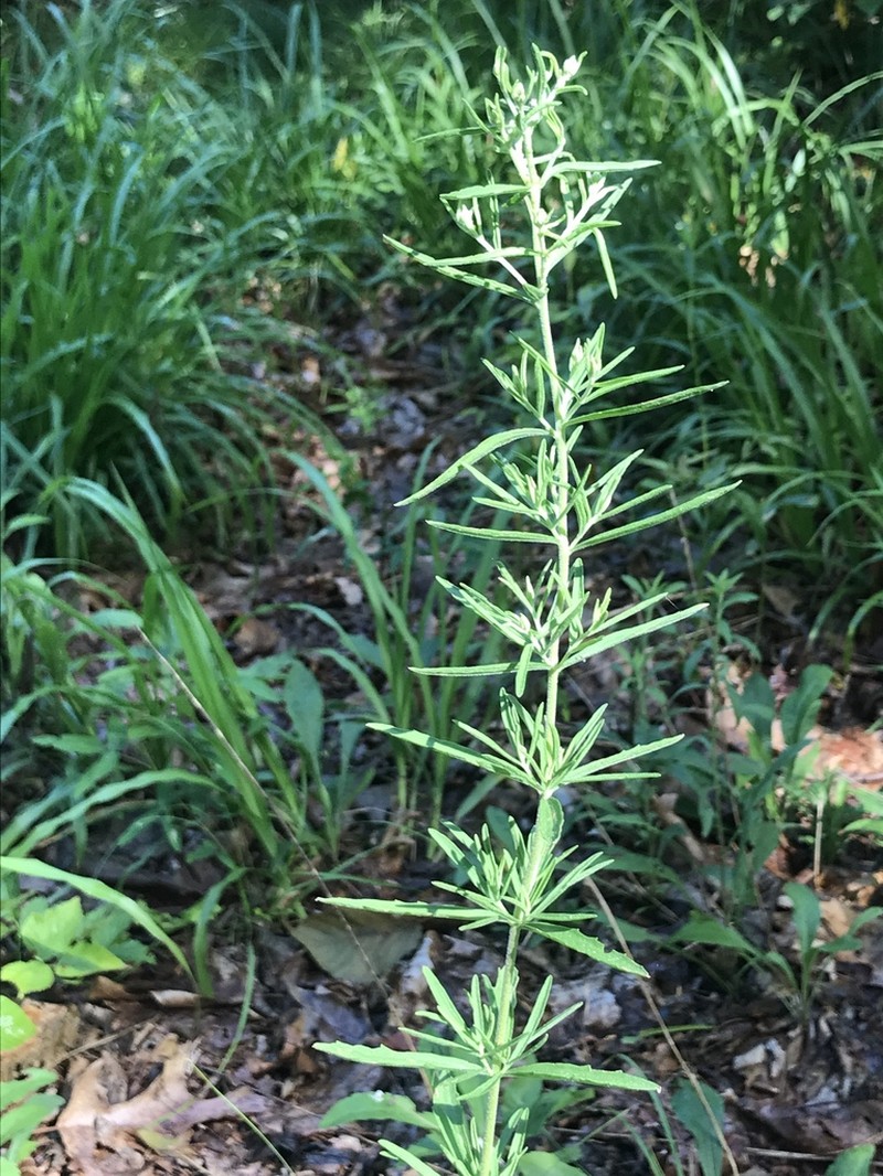Eupatorium torreyanum photo 2