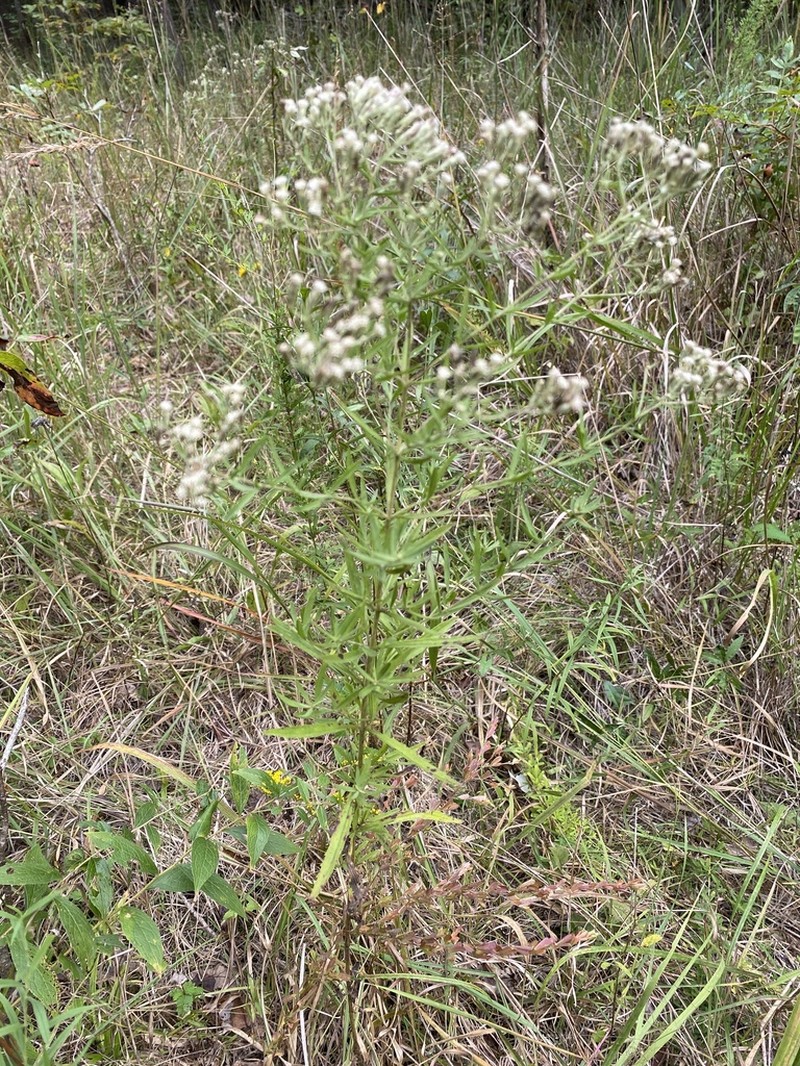 Eupatorium torreyanum photo 3