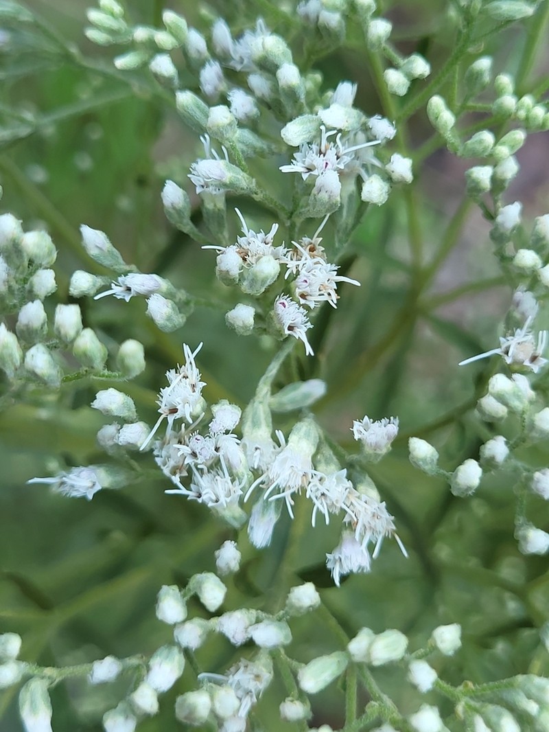 Eupatorium torreyanum photo 4