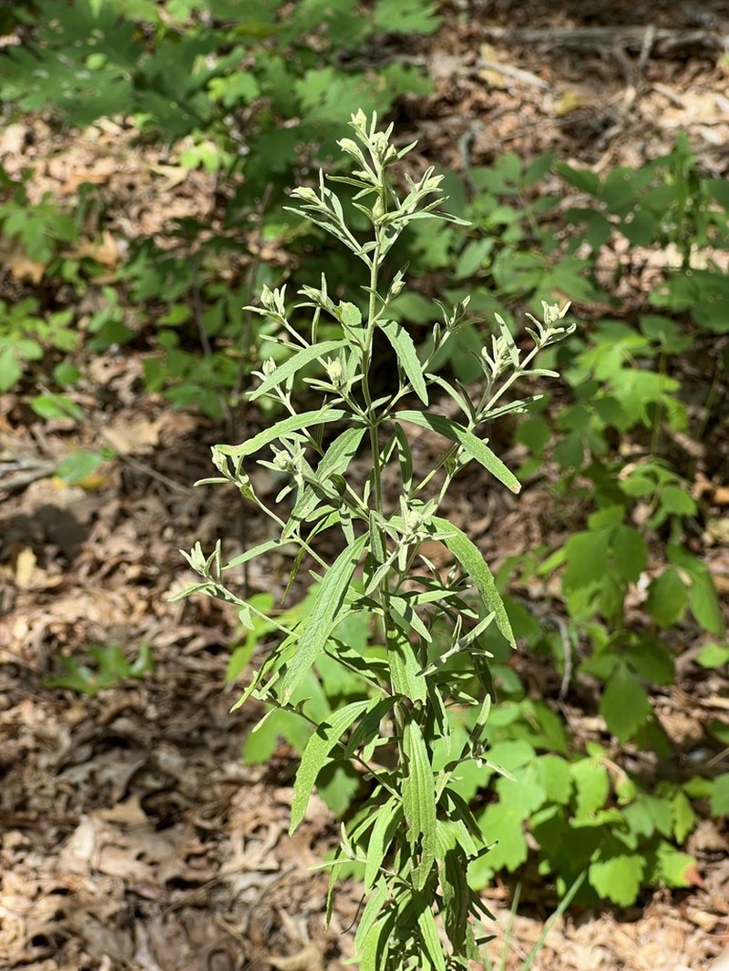 Eupatorium torreyanum photo 6