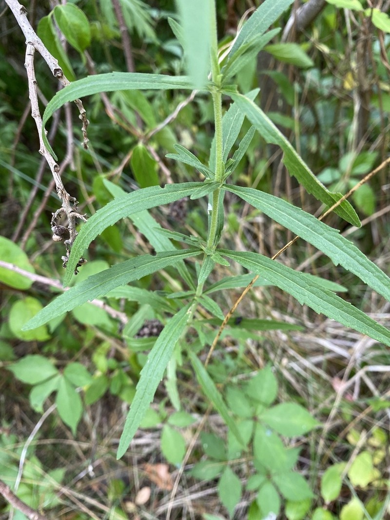 Eupatorium torreyanum photo 7