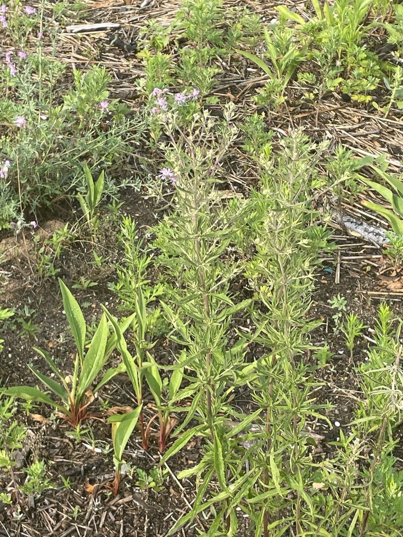 Eupatorium torreyanum photo 8