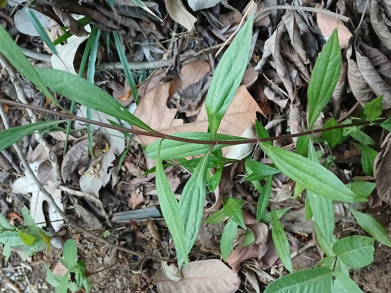 Yapana photo 2