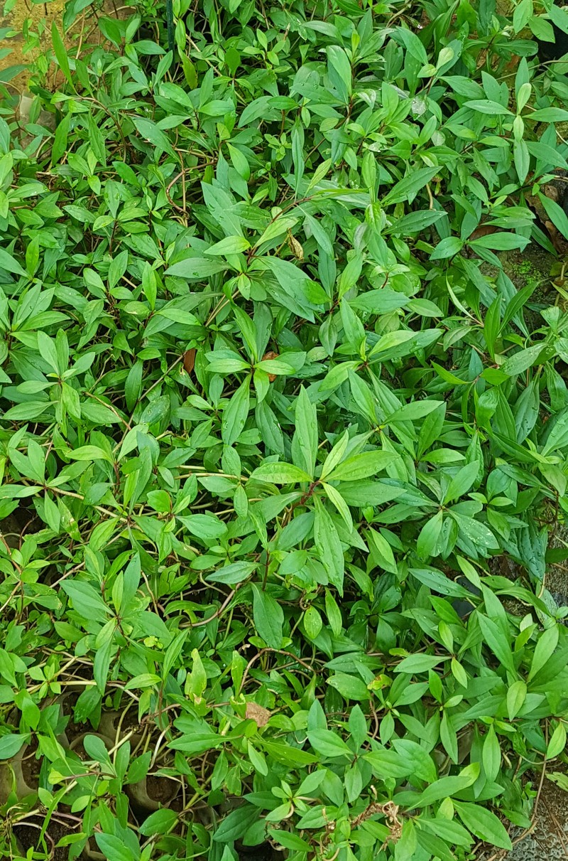 Yapana photo 3