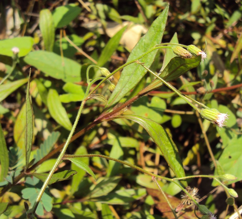 Yapana photo 5