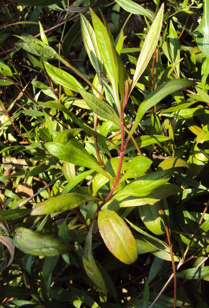 Yapana photo 6