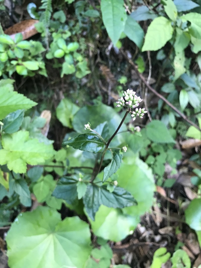 Eupatorium variabile
