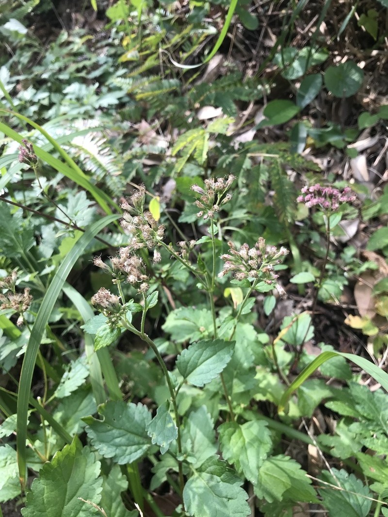 Eupatorium variabile photo 2