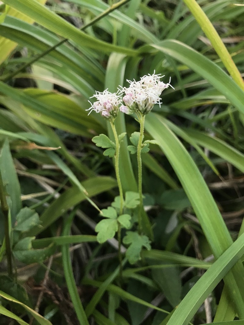 Eupatorium variabile photo 3