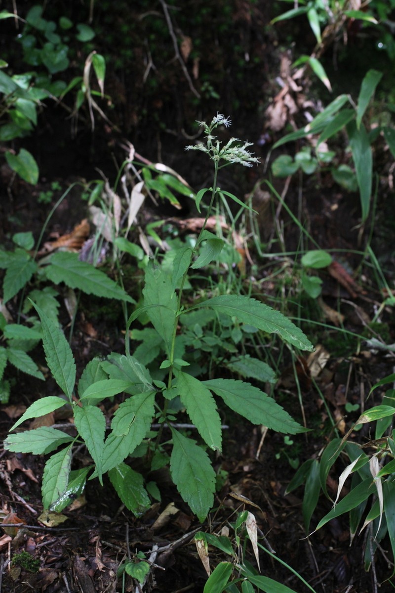 Eupatorium variabile photo 4