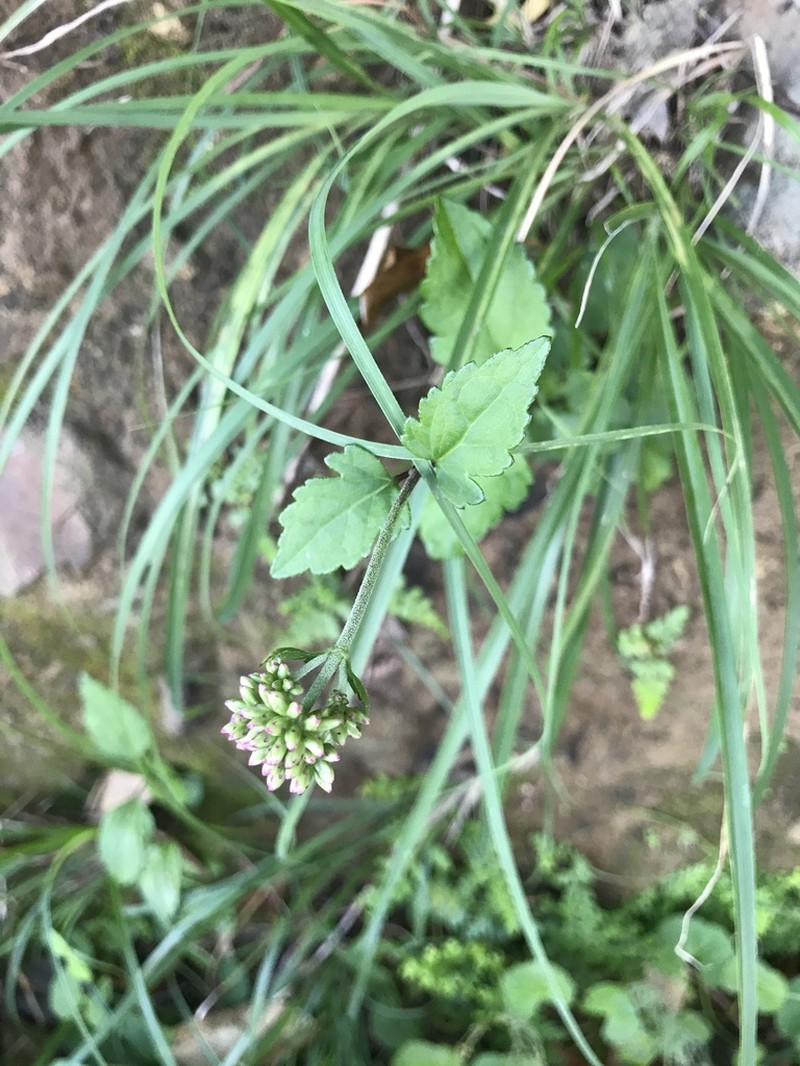 Eupatorium variabile photo 5