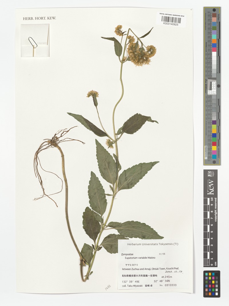 Eupatorium variabile photo 8