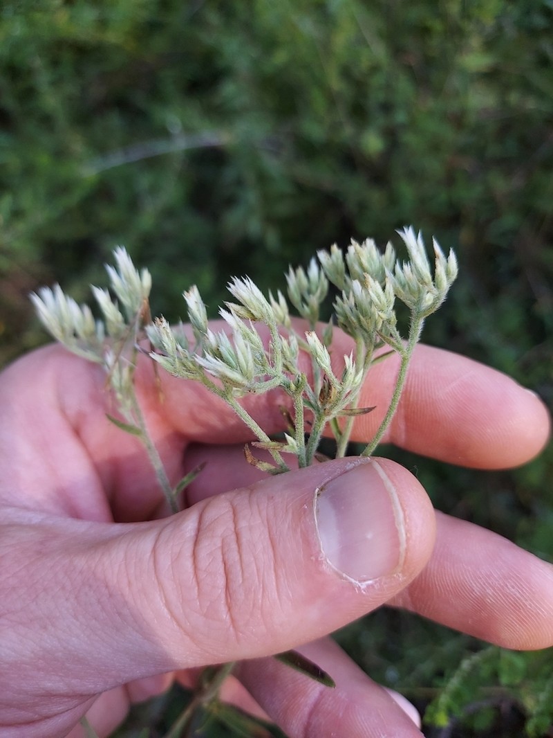 Eupatorium vaseyi
