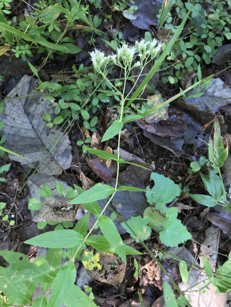 Eupatorium vaseyi photo 2