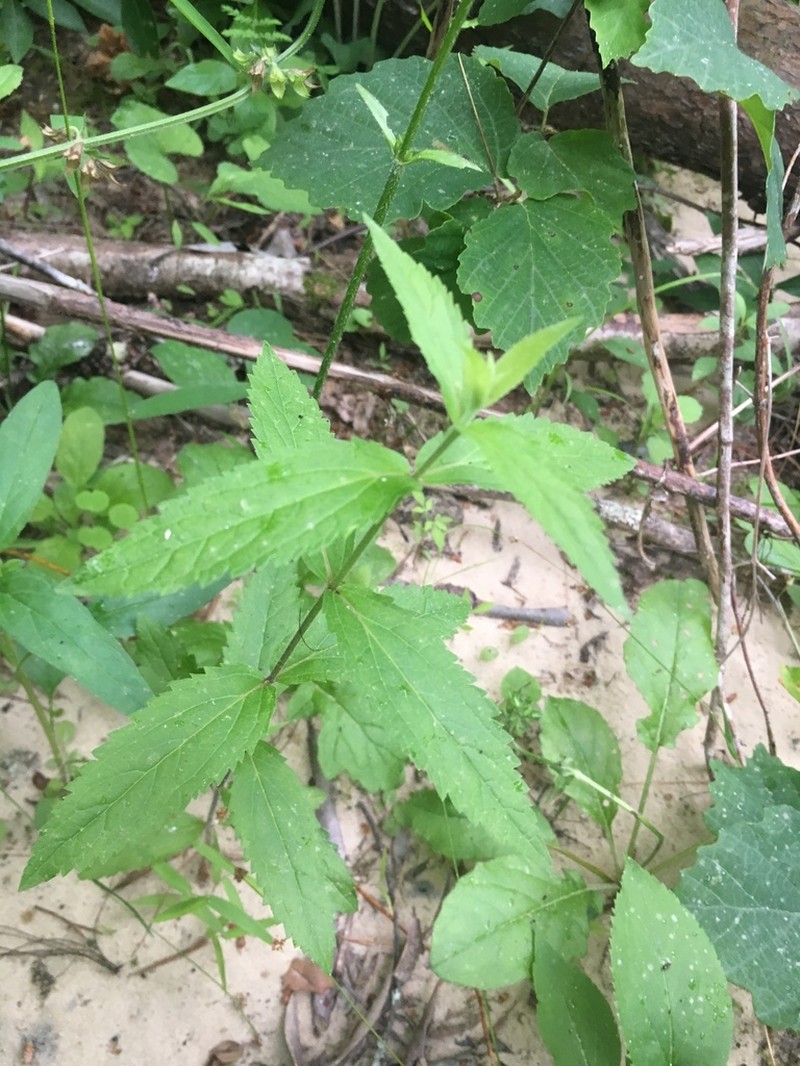 Eupatorium vaseyi photo 3