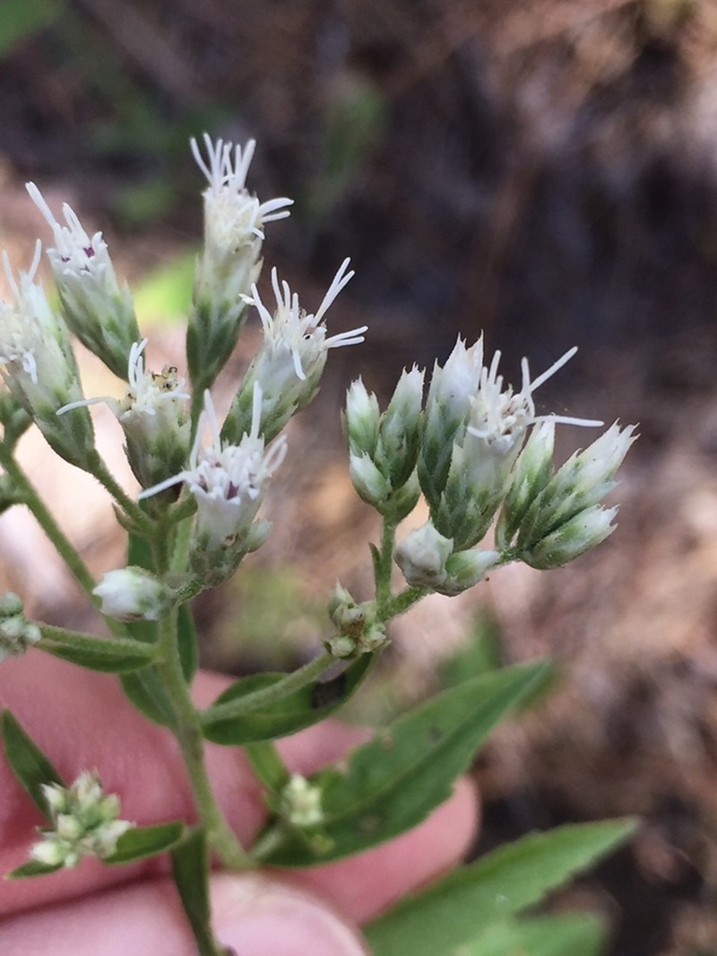 Eupatorium vaseyi photo 4