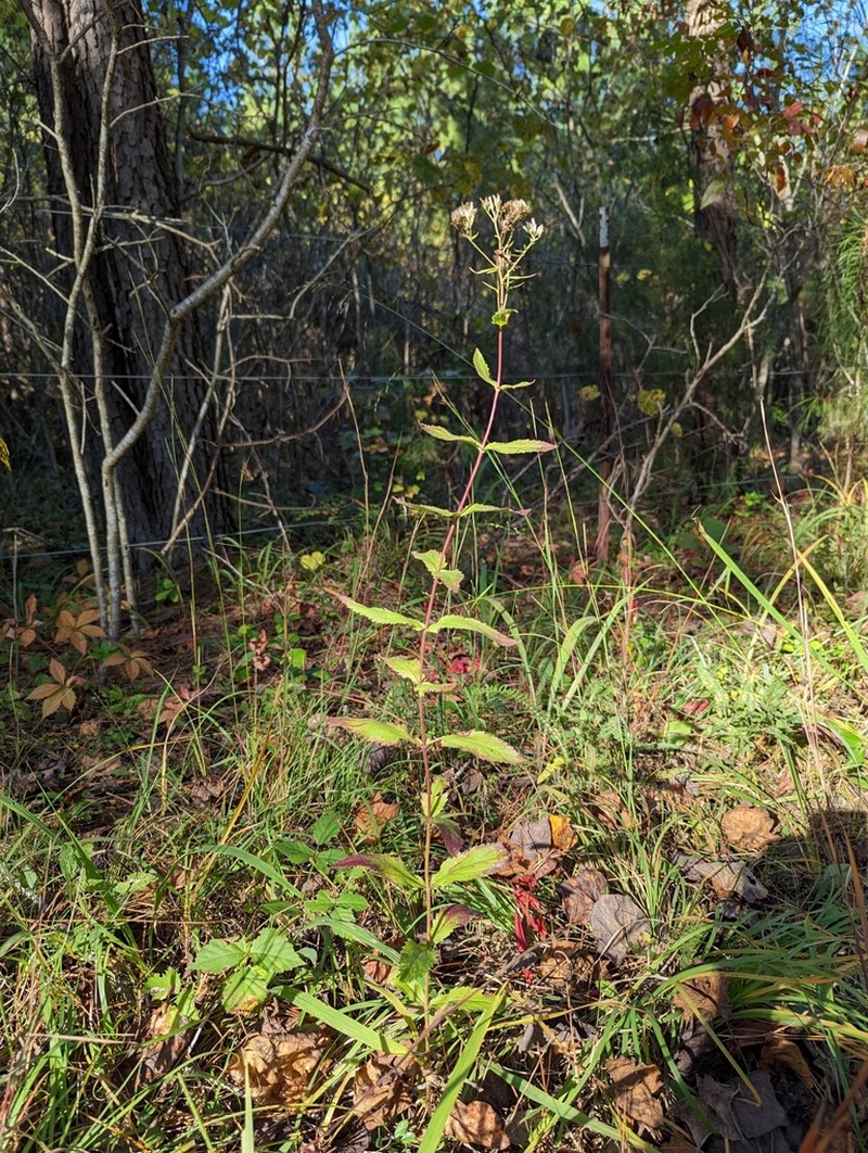 Eupatorium vaseyi photo 5