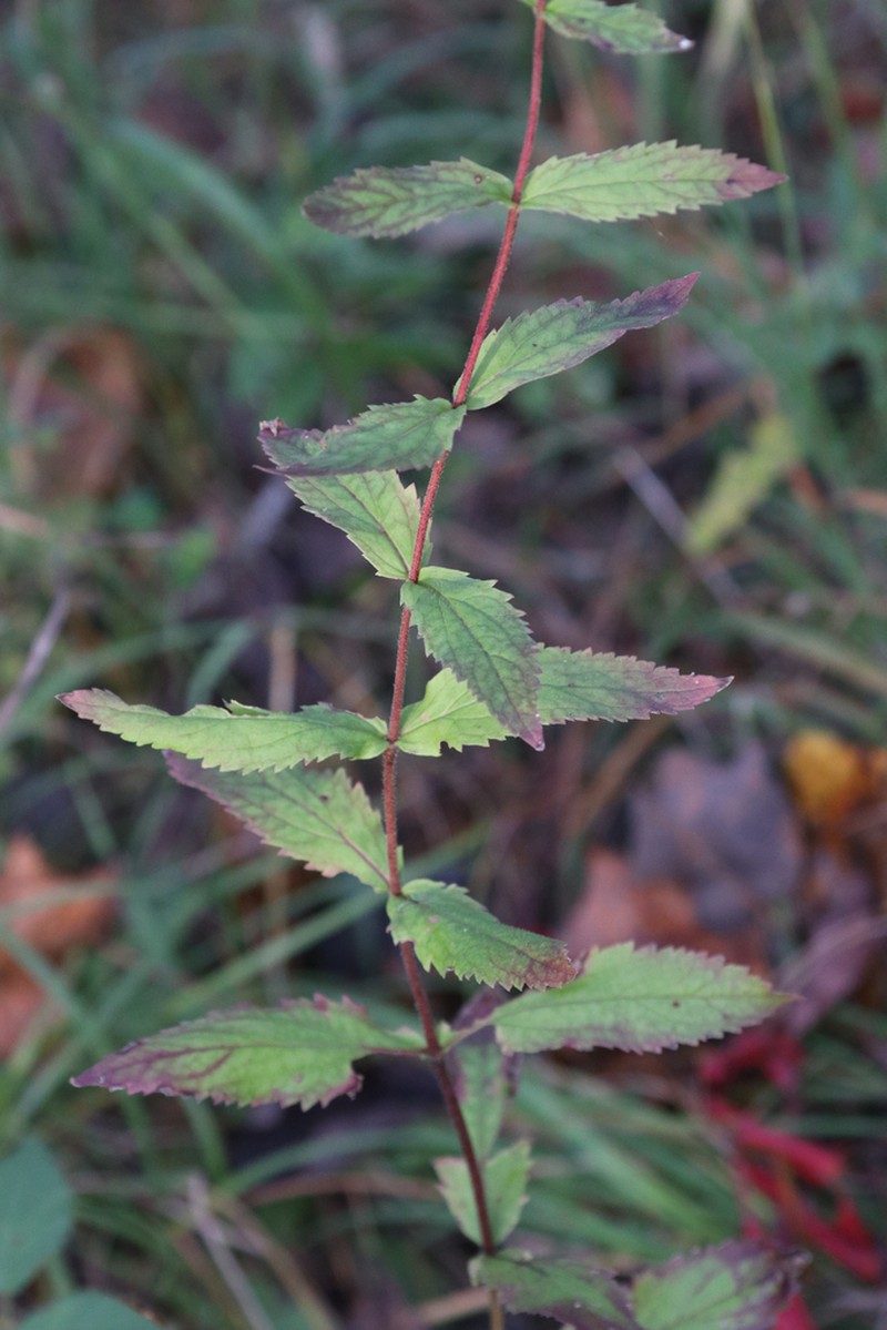 Eupatorium vaseyi photo 6