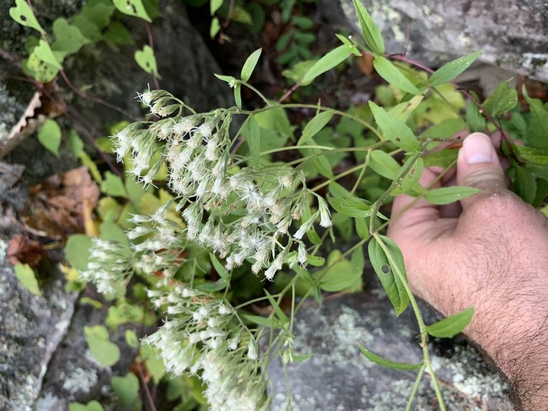 Eupatorium vaseyi photo 7