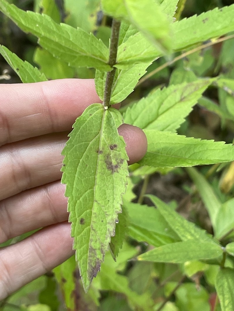 Eupatorium vaseyi photo 8