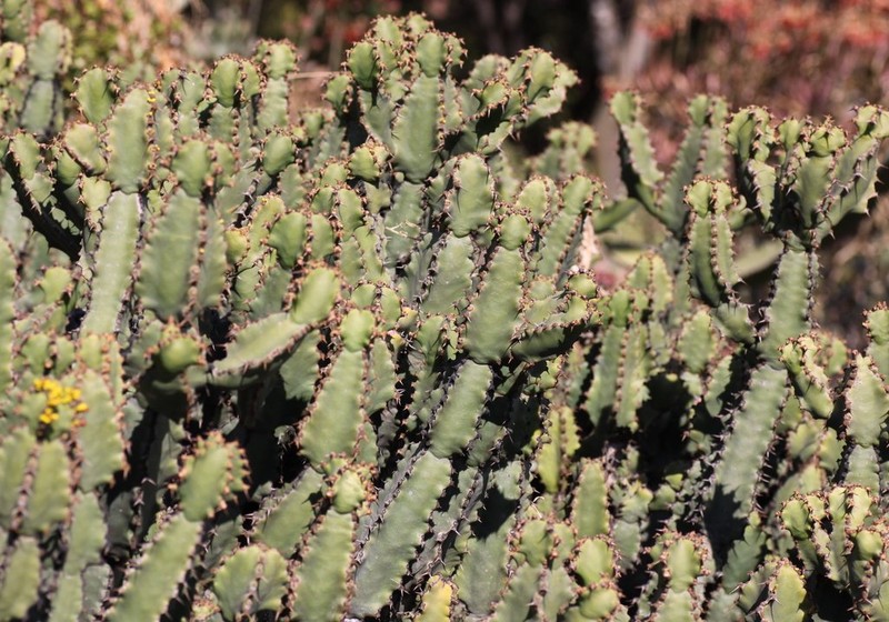 Euphorbia × bothae