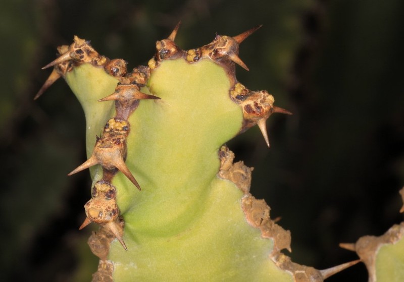 Euphorbia × bothae photo 2