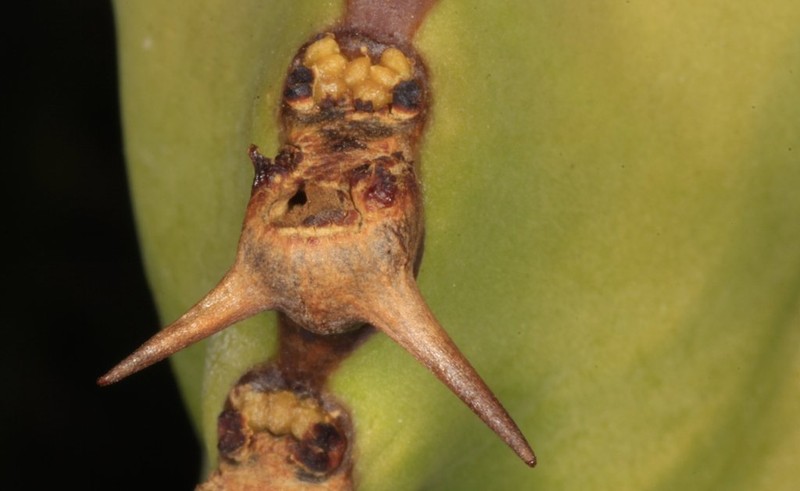 Euphorbia × bothae photo 3