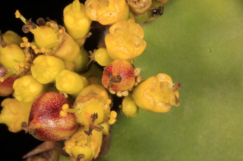 Euphorbia × bothae photo 4