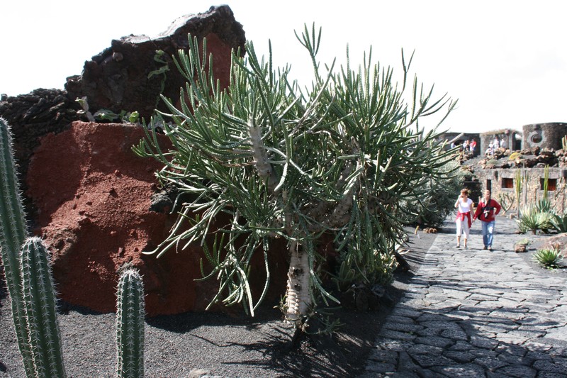 Euphorbia × curvirama