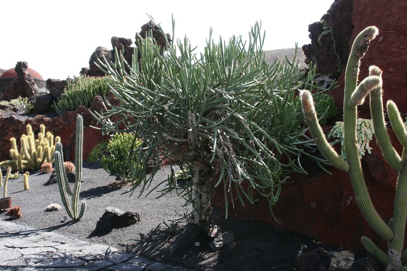 Euphorbia × curvirama photo 3