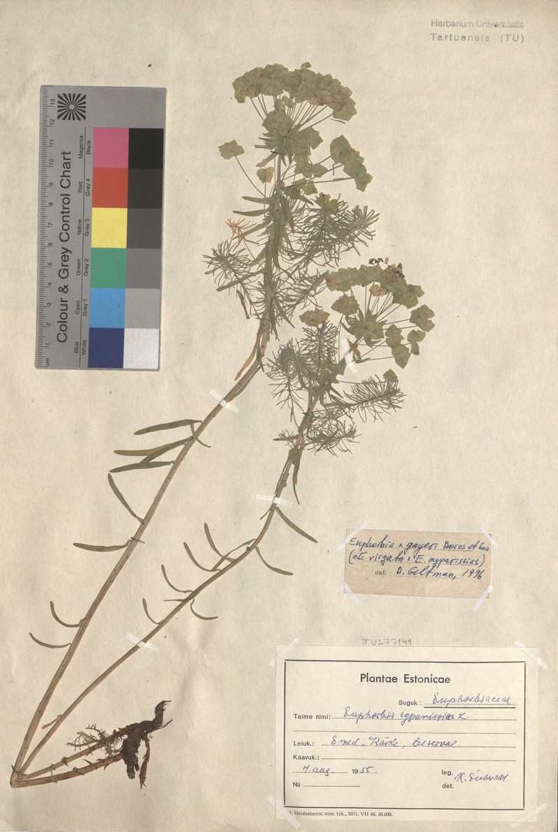 Spurge