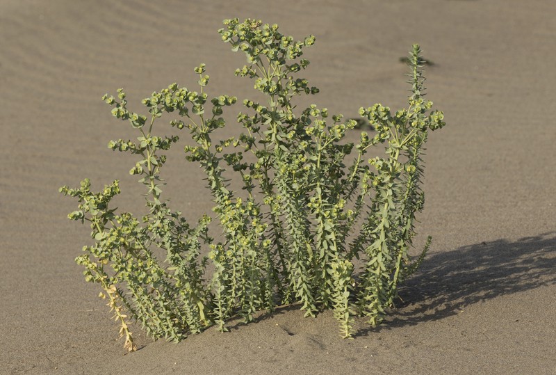 Spurge photo 3