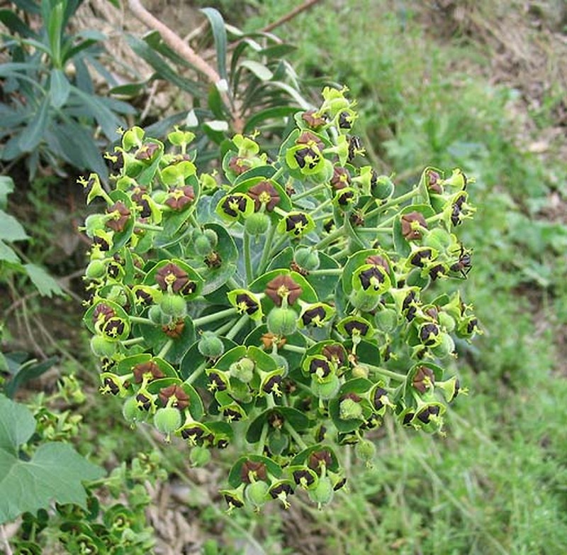 Spurge photo 4