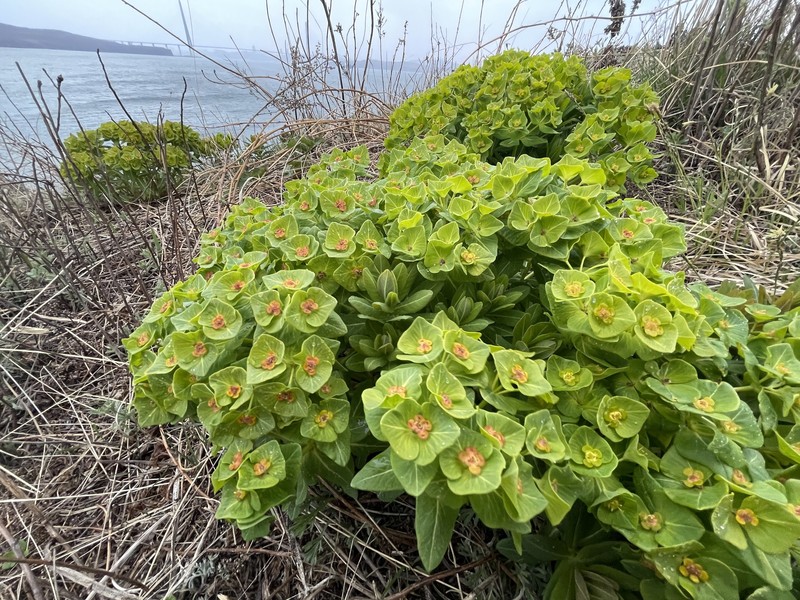 Spurge photo 5