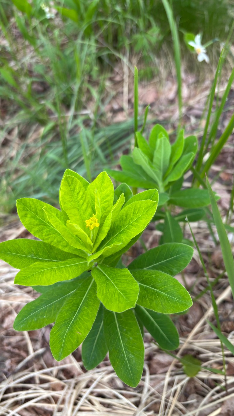 Euphorbia × gibelliana