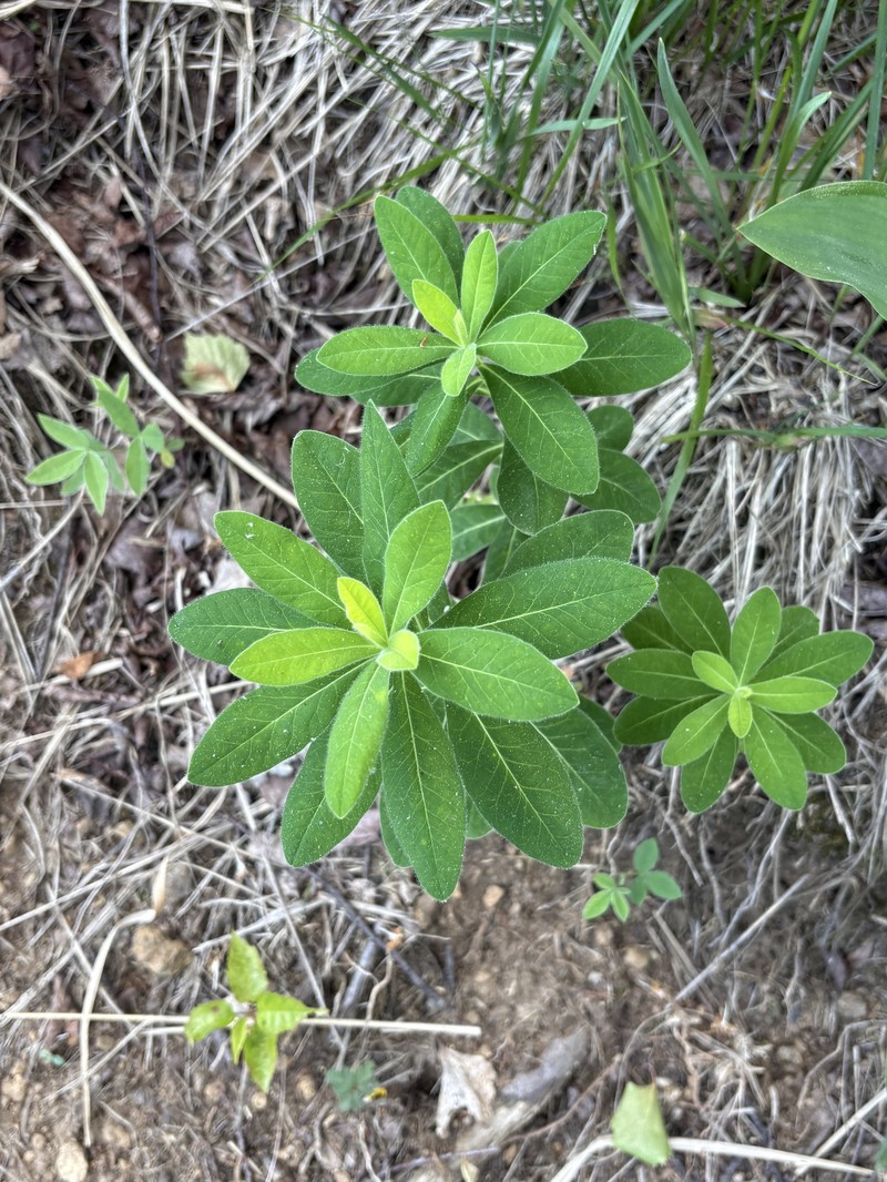 Euphorbia × gibelliana photo 4