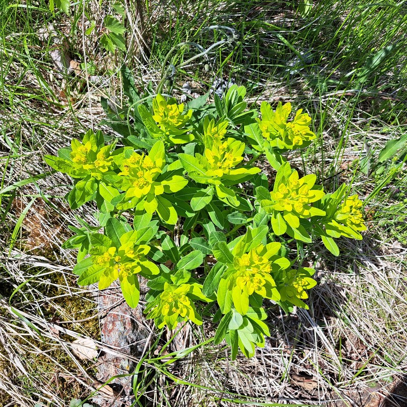 Euphorbia × gibelliana photo 6