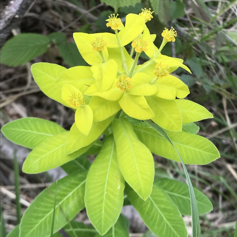 Euphorbia × gibelliana photo 7