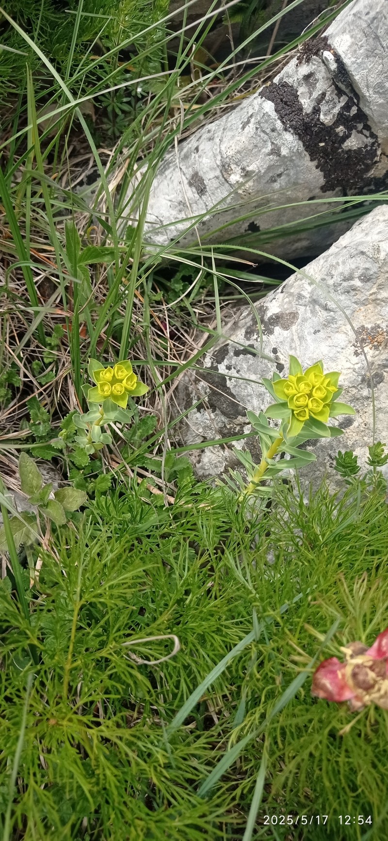Euphorbia × goldei