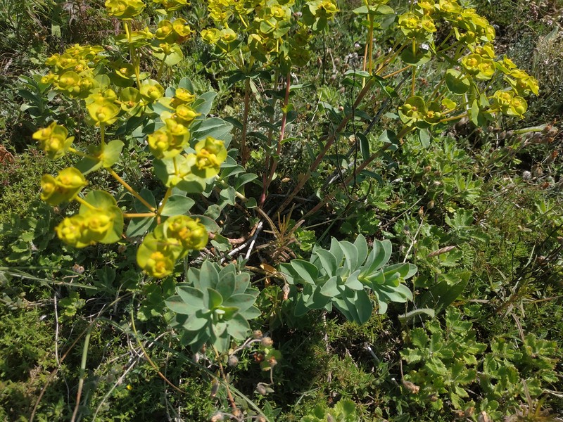 Euphorbia × goldei photo 3