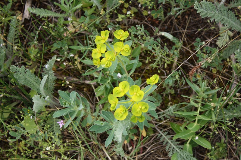 Euphorbia × goldei photo 6