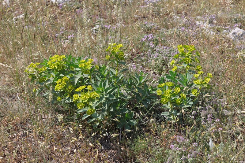 Euphorbia × goldei photo 8