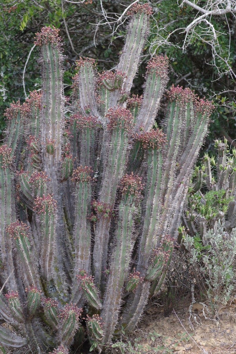 Euphorbia × inconstantia photo 2