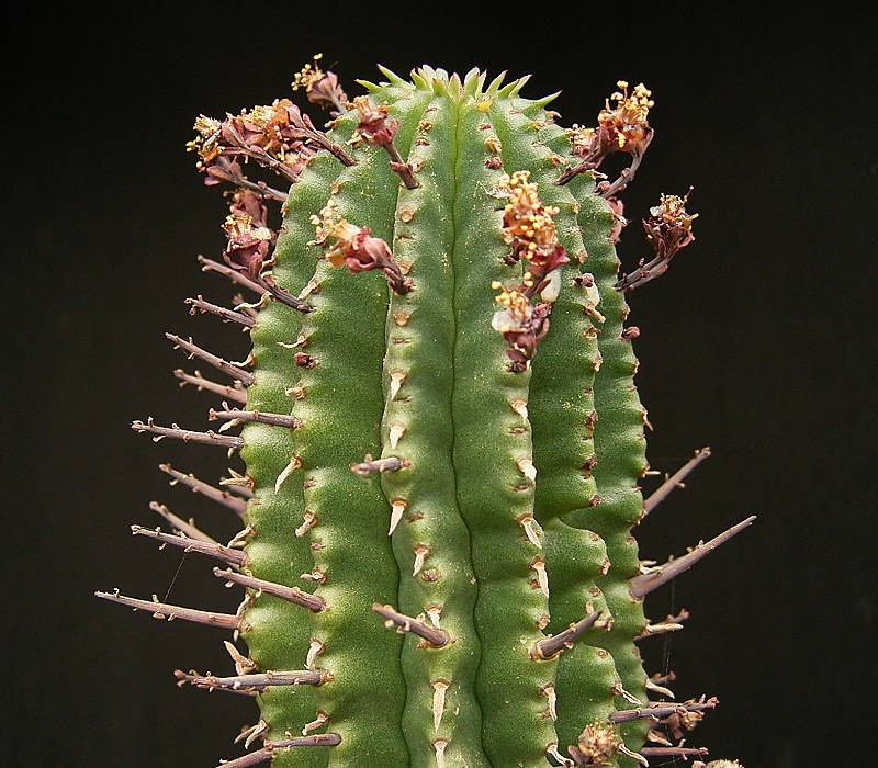 Euphorbia × inconstantia