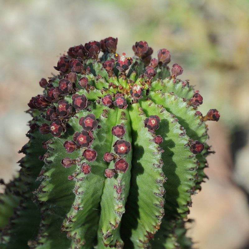 Euphorbia × inconstantia photo 3