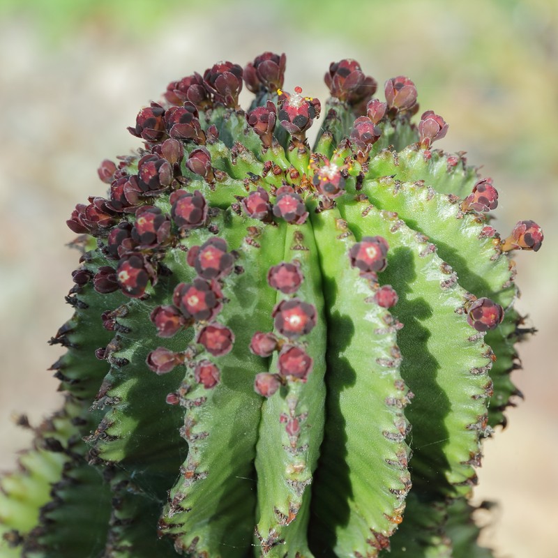 Euphorbia × inconstantia photo 4