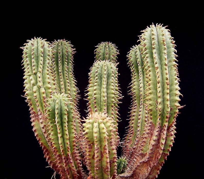 Euphorbia × inconstantia photo 5