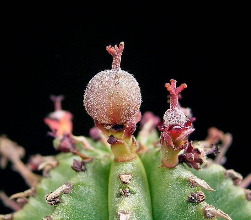 Euphorbia × inconstantia photo 6