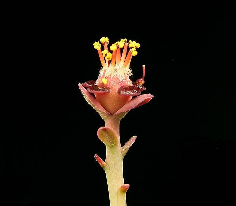 Euphorbia × inconstantia photo 7