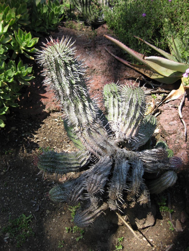Euphorbia × inconstantia photo 8